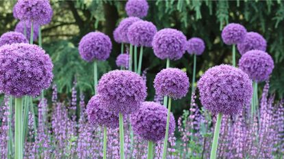 how to plant allium bulbs