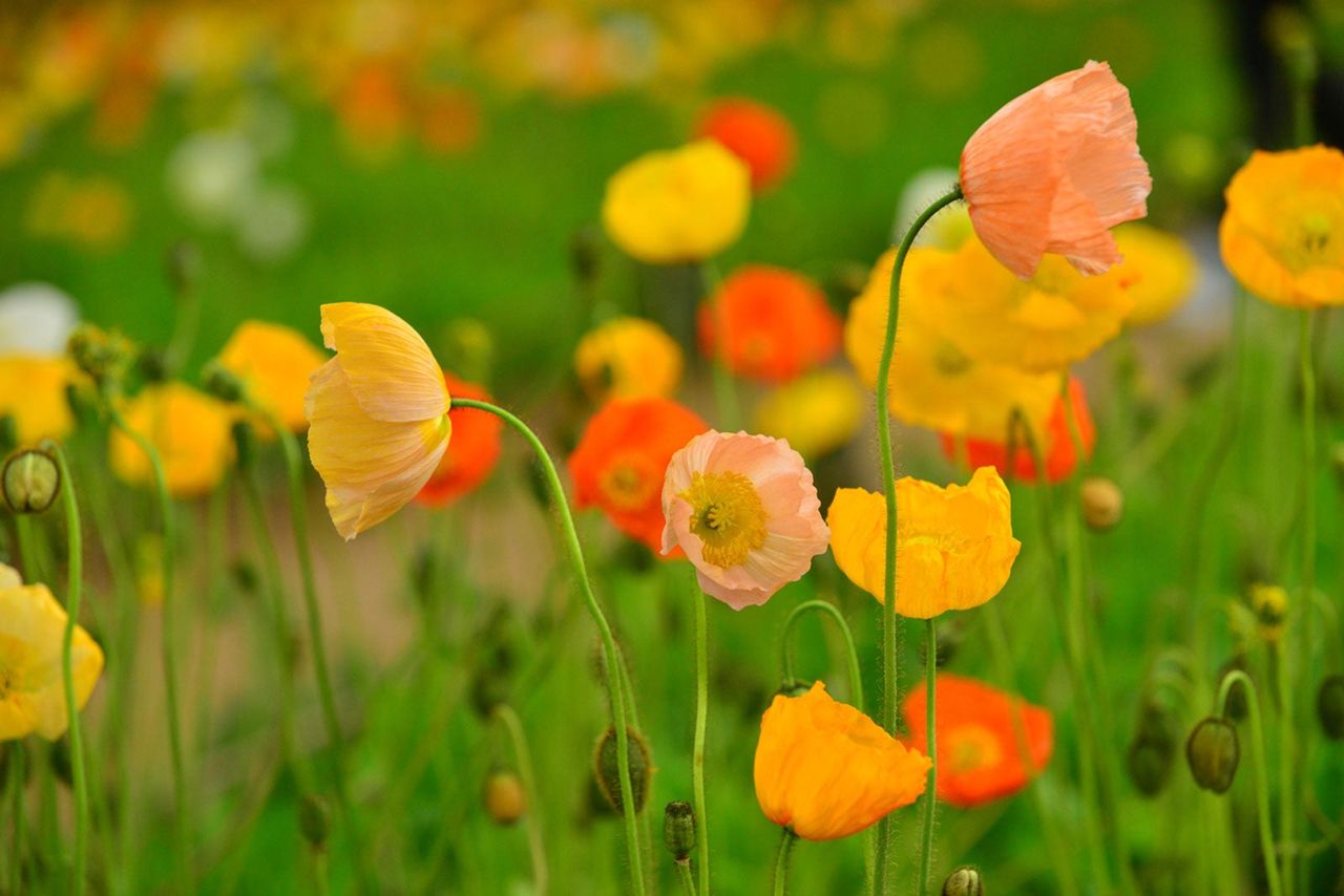 Iceland Poppy Flowers