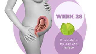 Pregnancy week by week 28