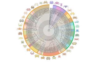 Summary of phylogeny and divergence time estimates for true crabs, colored by taxonomic superfamily.