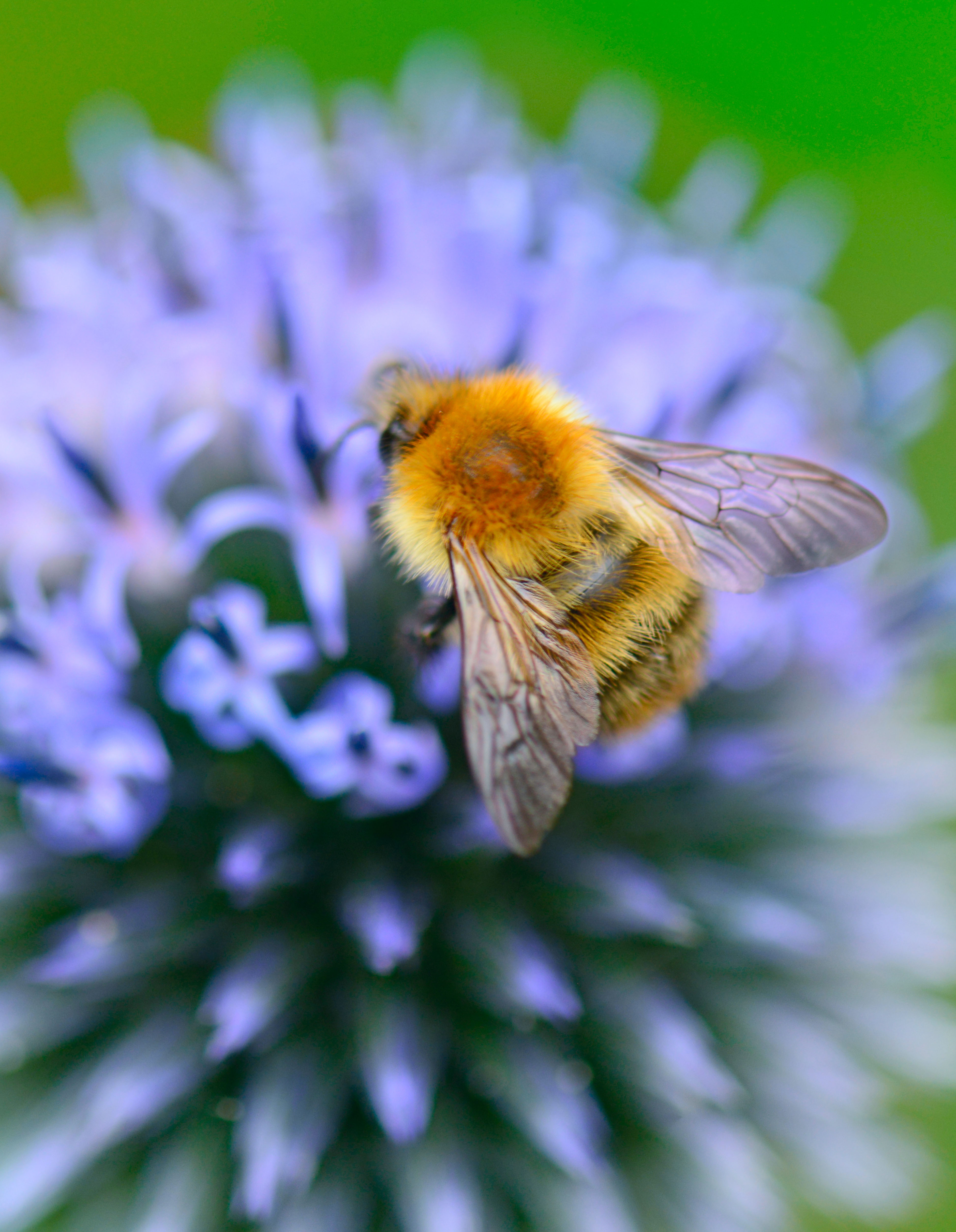 A bumblebee collecting nectar from an Echinops — aka the blue globe thistle — in Scotland.