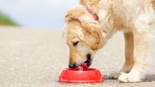 Golden Retriever drinking water from a red bowl outside