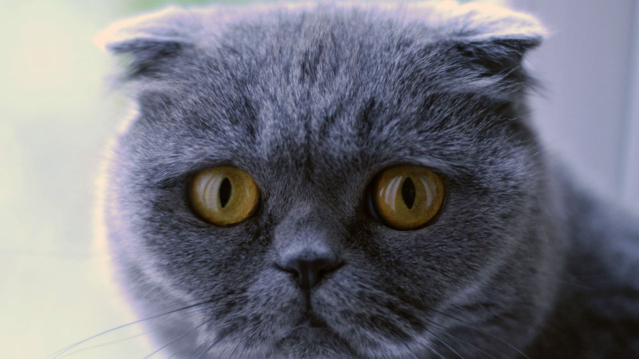 Scottish Fold Cat