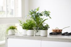A table with houseplants in white pots