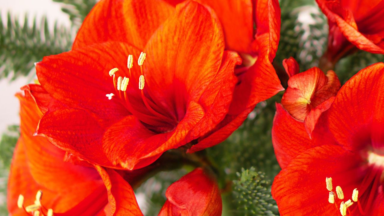 red amaryllis flowers with evergreen foliage