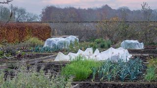 vegetable garden in winter with fleece to protect plants