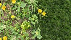 dandelions growing next to lawn