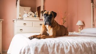 Boxer dog sitting on bed