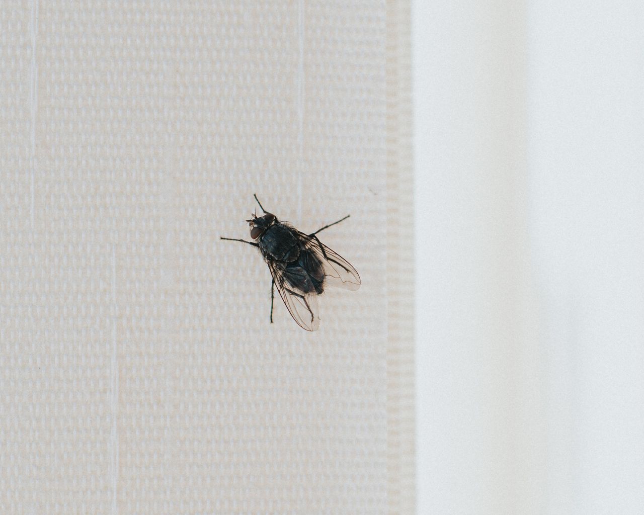 Is Your Home At Risk Check For These 1Mm Black Bugs Now - jer5ged