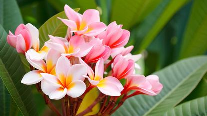 pink frangipani flowers