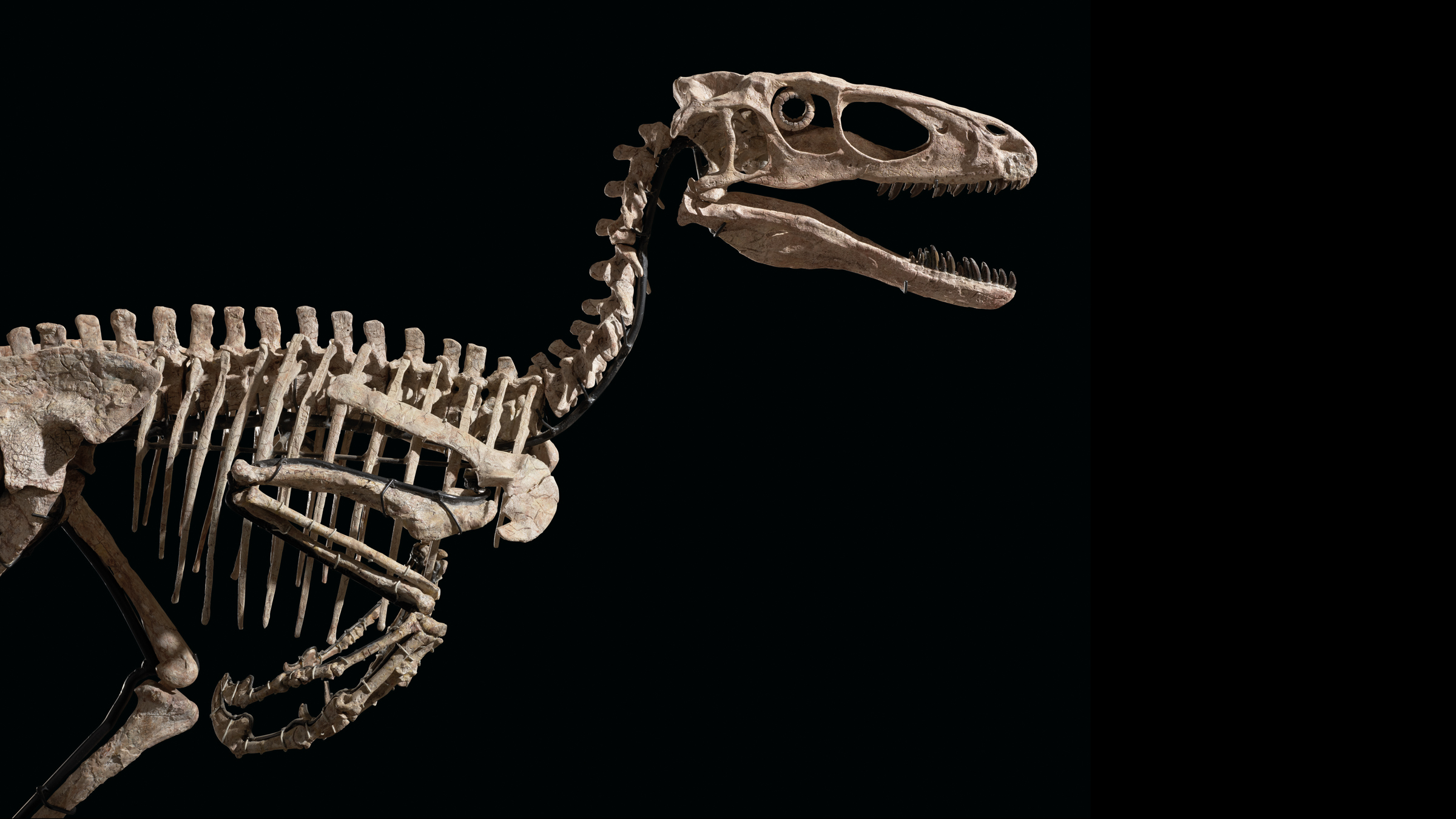 A photo of the skeletal head and shoulders of Deinonychus.