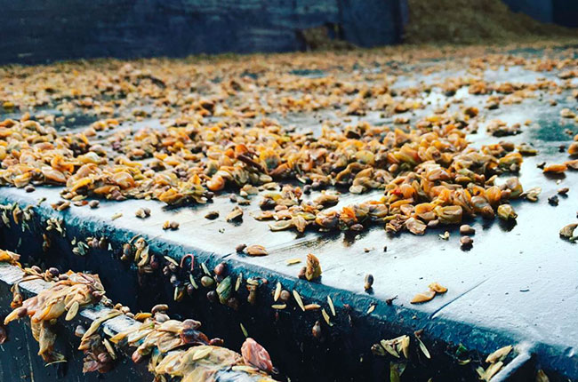 Gewurztraminer grapeskins in the truck bed at Gundlach Bundschu&rsquo;s Winery, Sonoma County