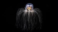 an immortal jellyfish Turritopsis dohrnii floating on a black background