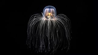 an immortal jellyfish Turritopsis dohrnii floating on a black background