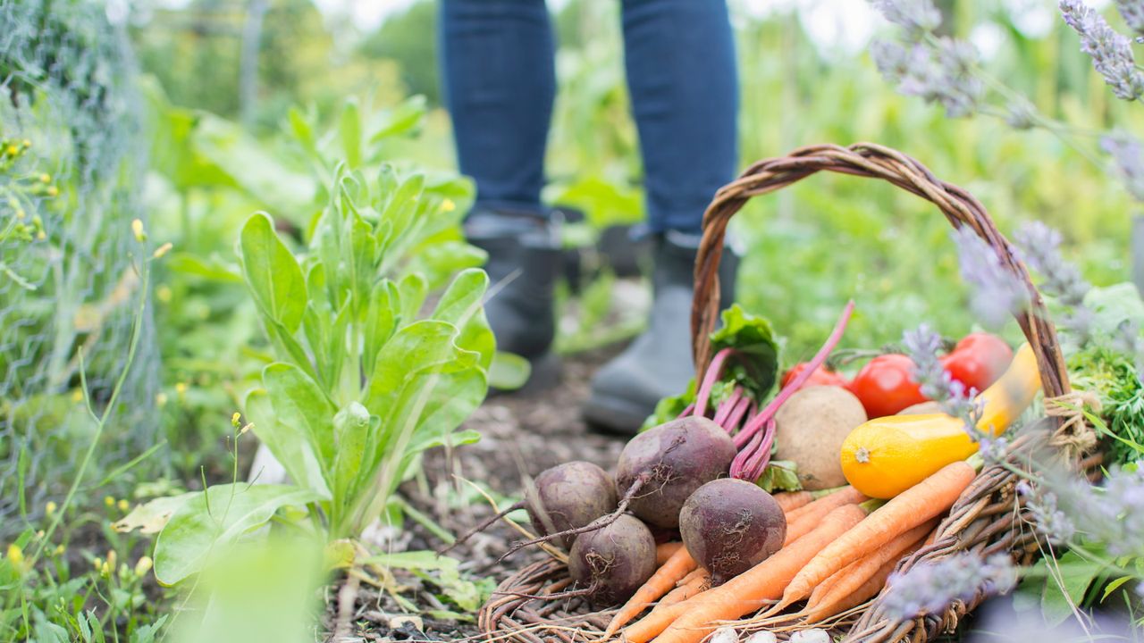 Productive allotment with carrots and crops 