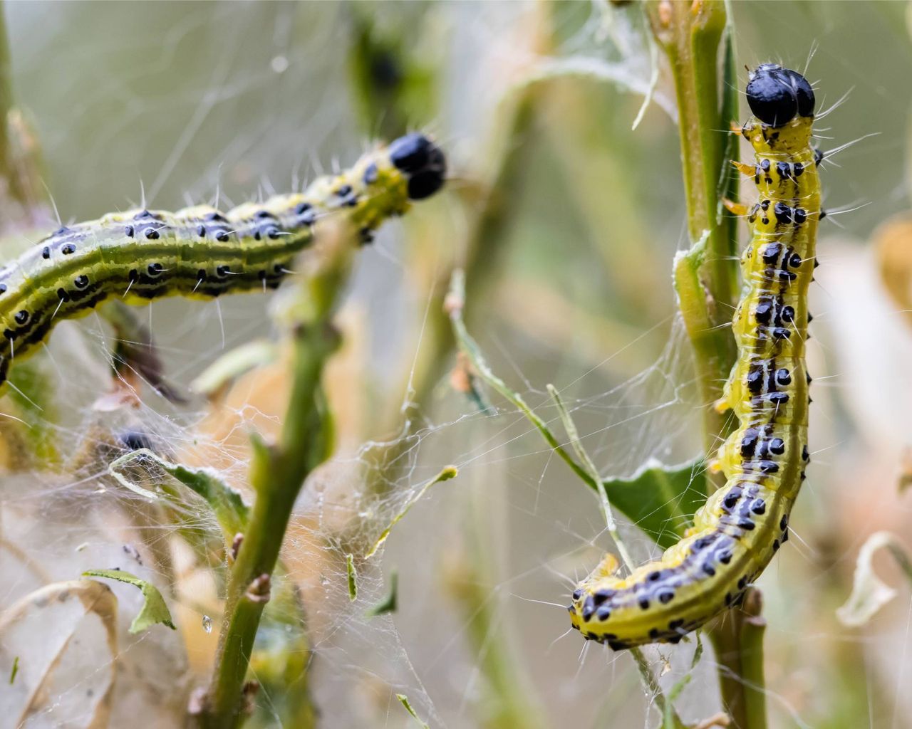 Box tree moth caterpillars