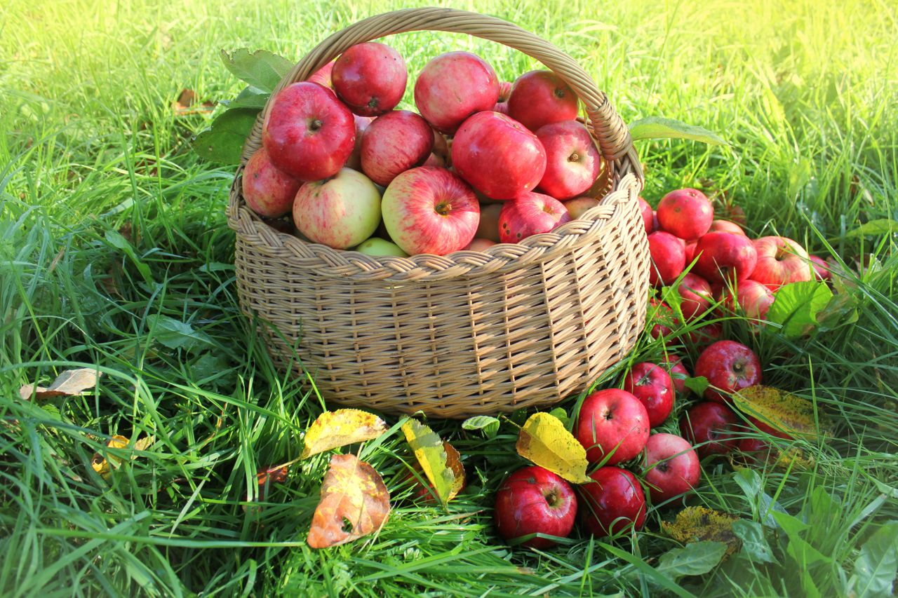 Fresh healthy organic apples in the basket