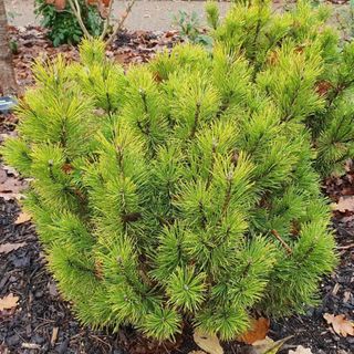 Dwarf pine