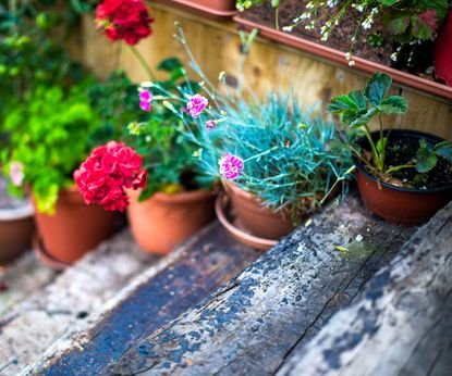 mixed pots of plants stacked on garden steps