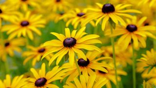 Bright yellow rudbeckias