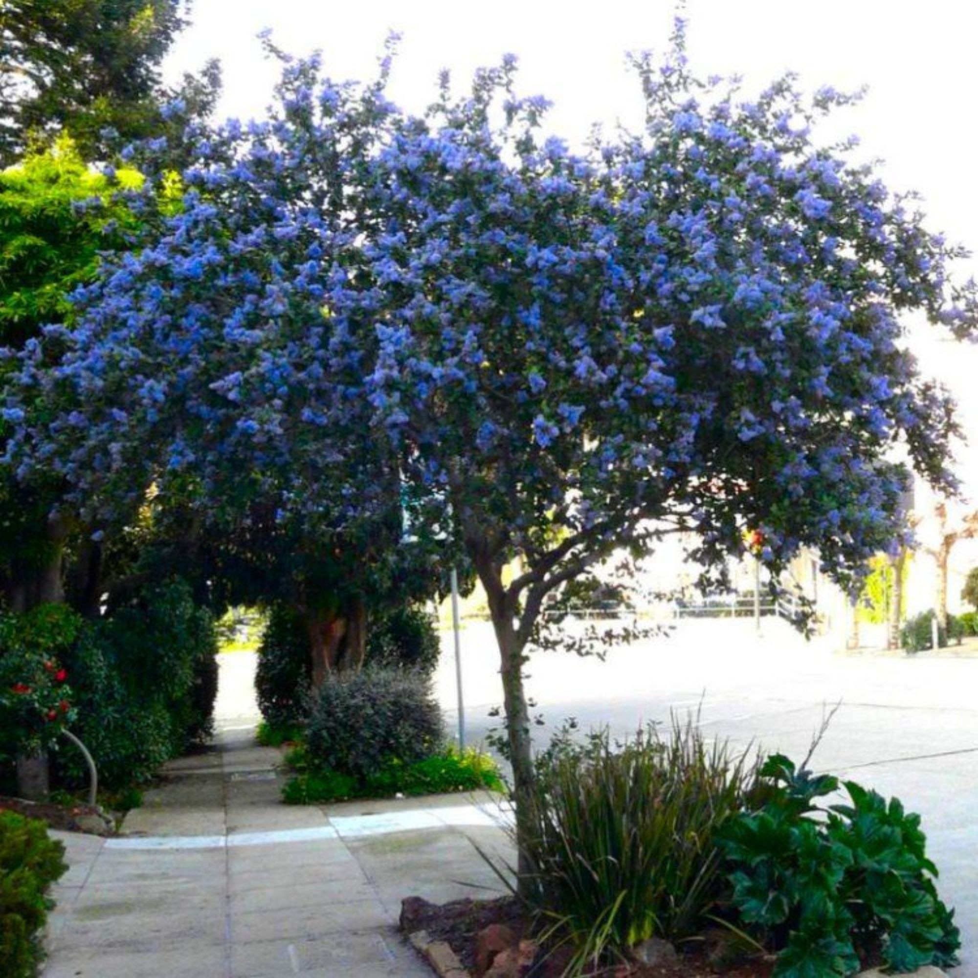 Californian lilac multi-stem tree