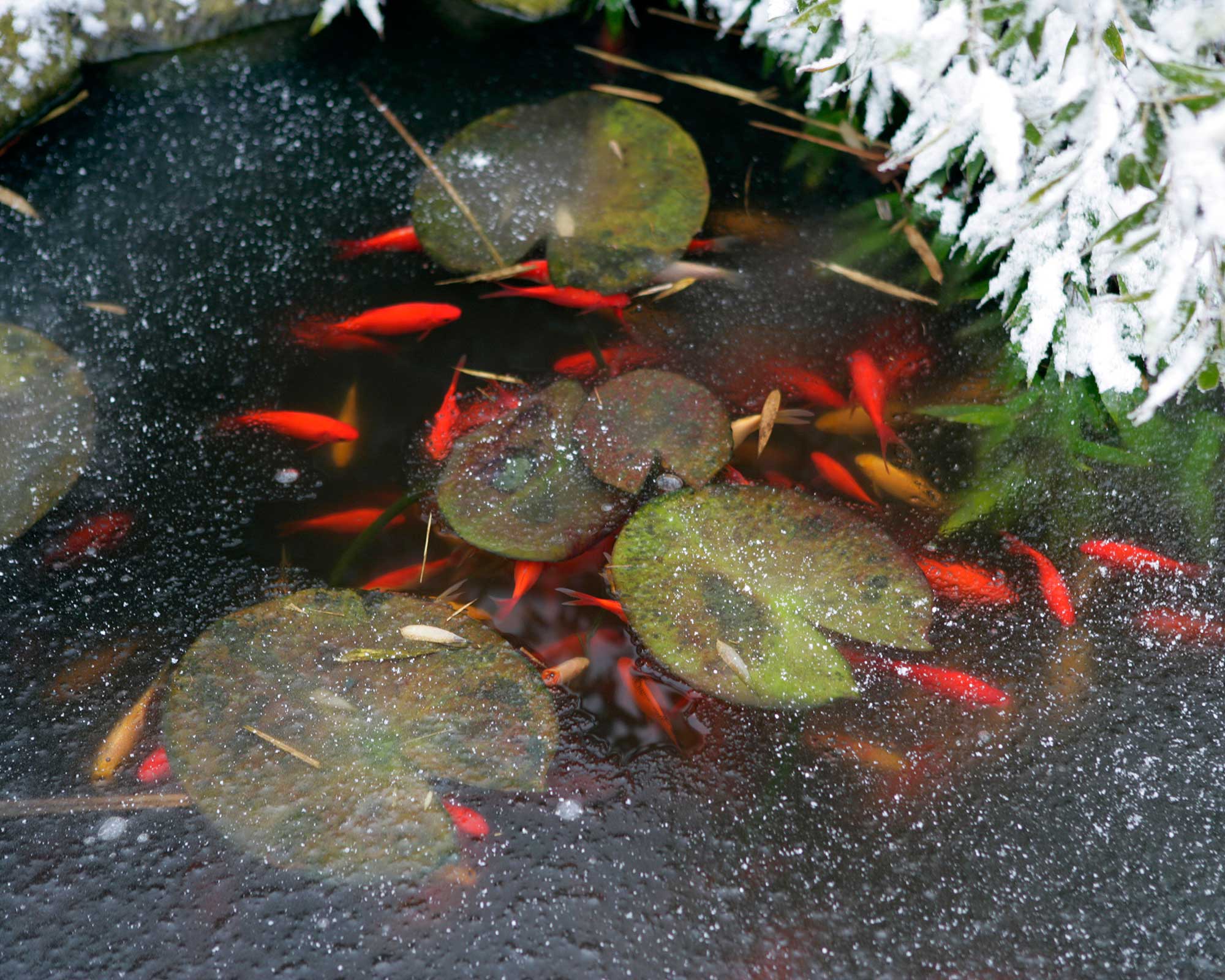 Heating a pond in winter 5 ways to stop yours from freezing Gardeningetc