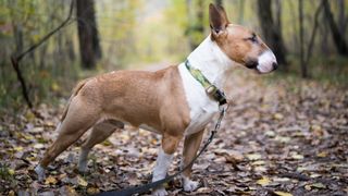 Bull terrier on woodland path