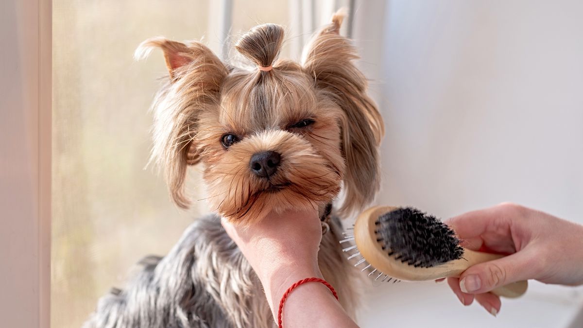 How to brush a dog that hates being brushed PetsRadar