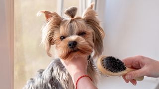 Yorkshire Terrier being brushed
