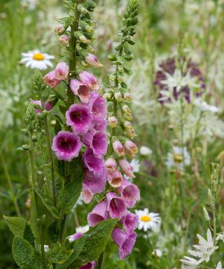 pink foxglove growing in naturalistic style planting
