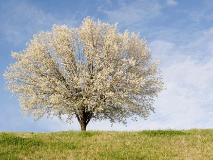 Single Large Bradford Pear Tree