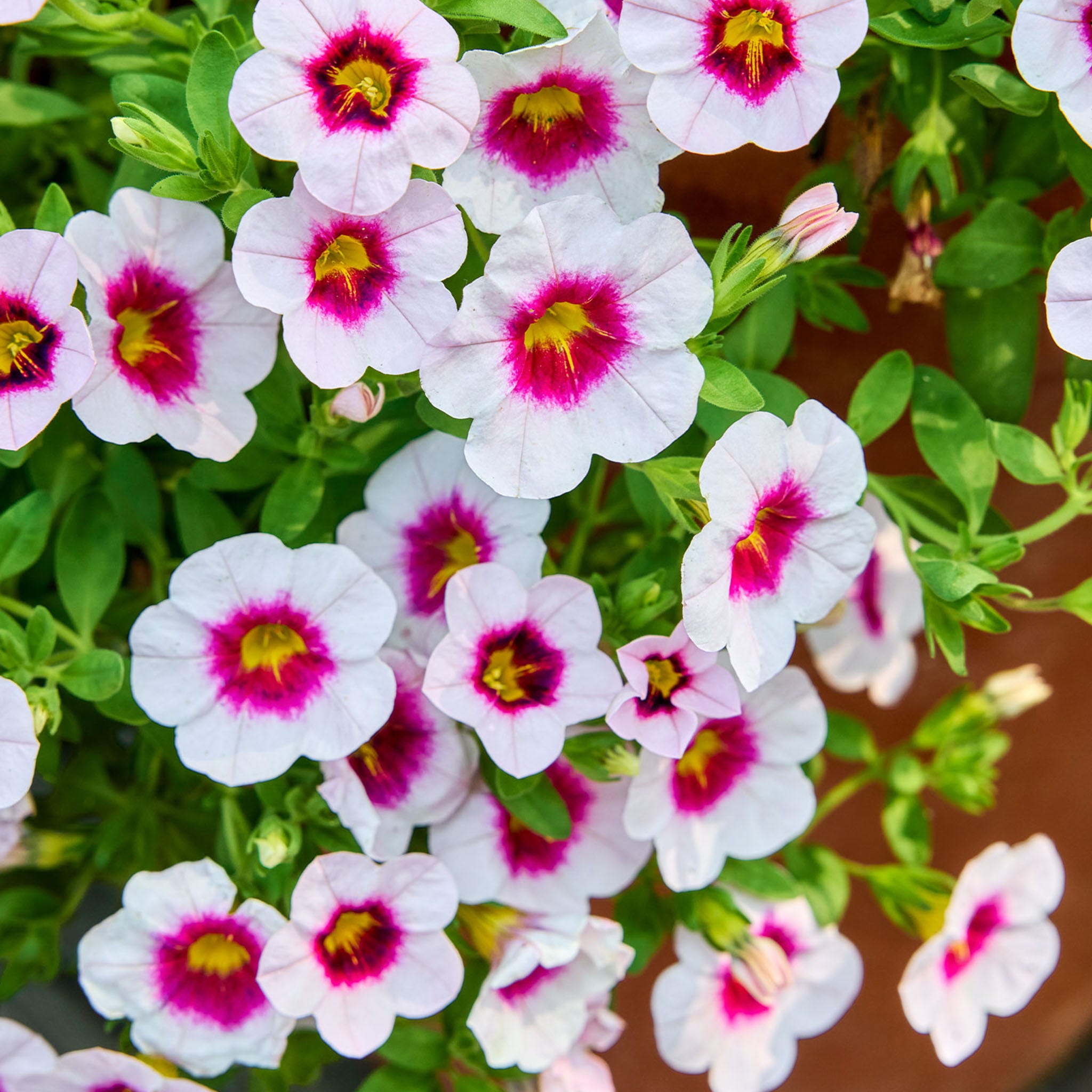 Eyeconic Cherry Blossom Improved Calibrachoa Plants