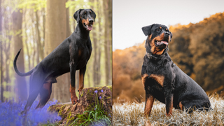 Doberman standing in bluebells and rottweiler standing in the countryside