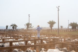 A cowboy walking among his cows