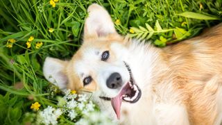 Corgi in grass looking happy about International Dog Day