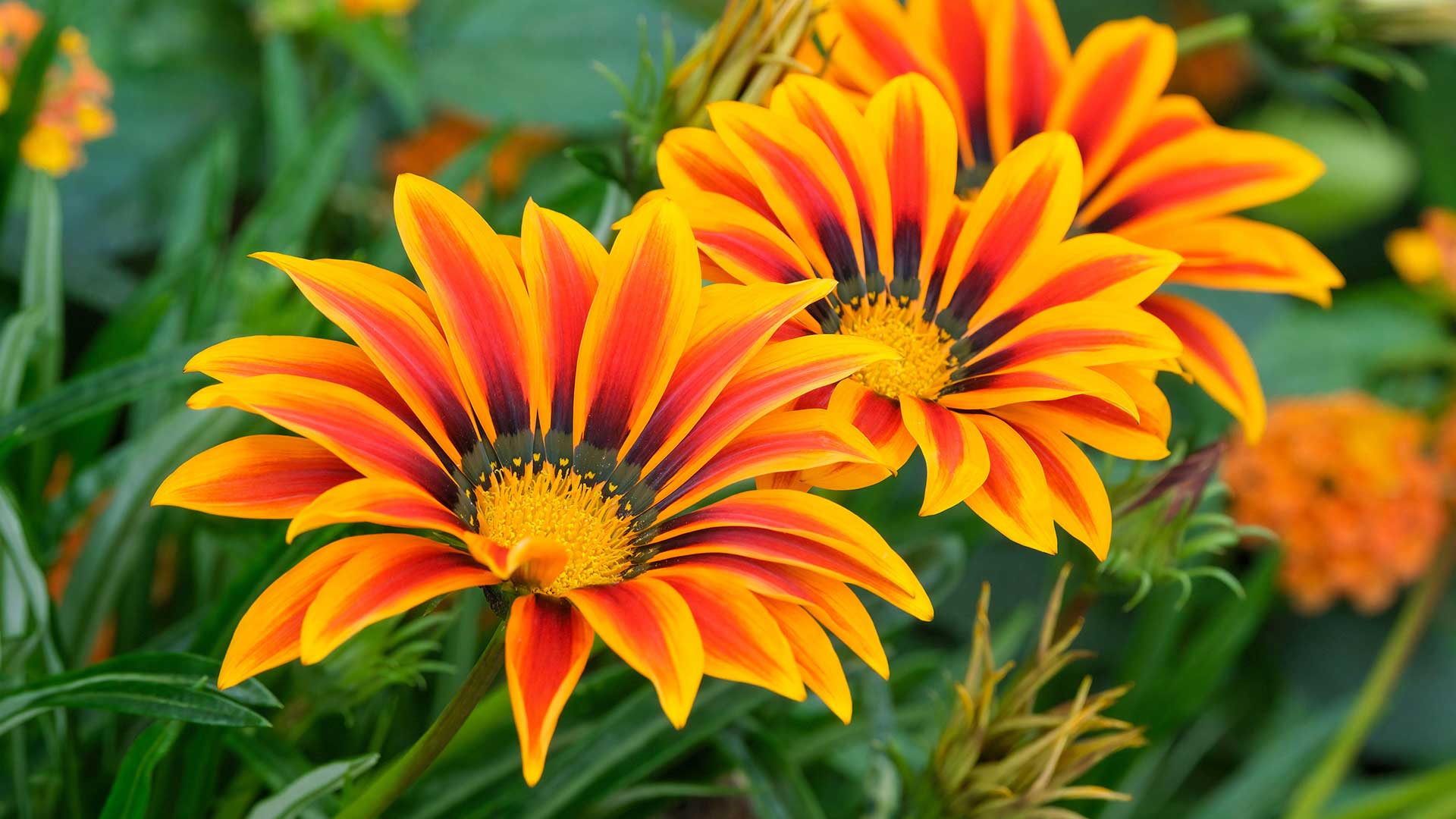 gazania flowers