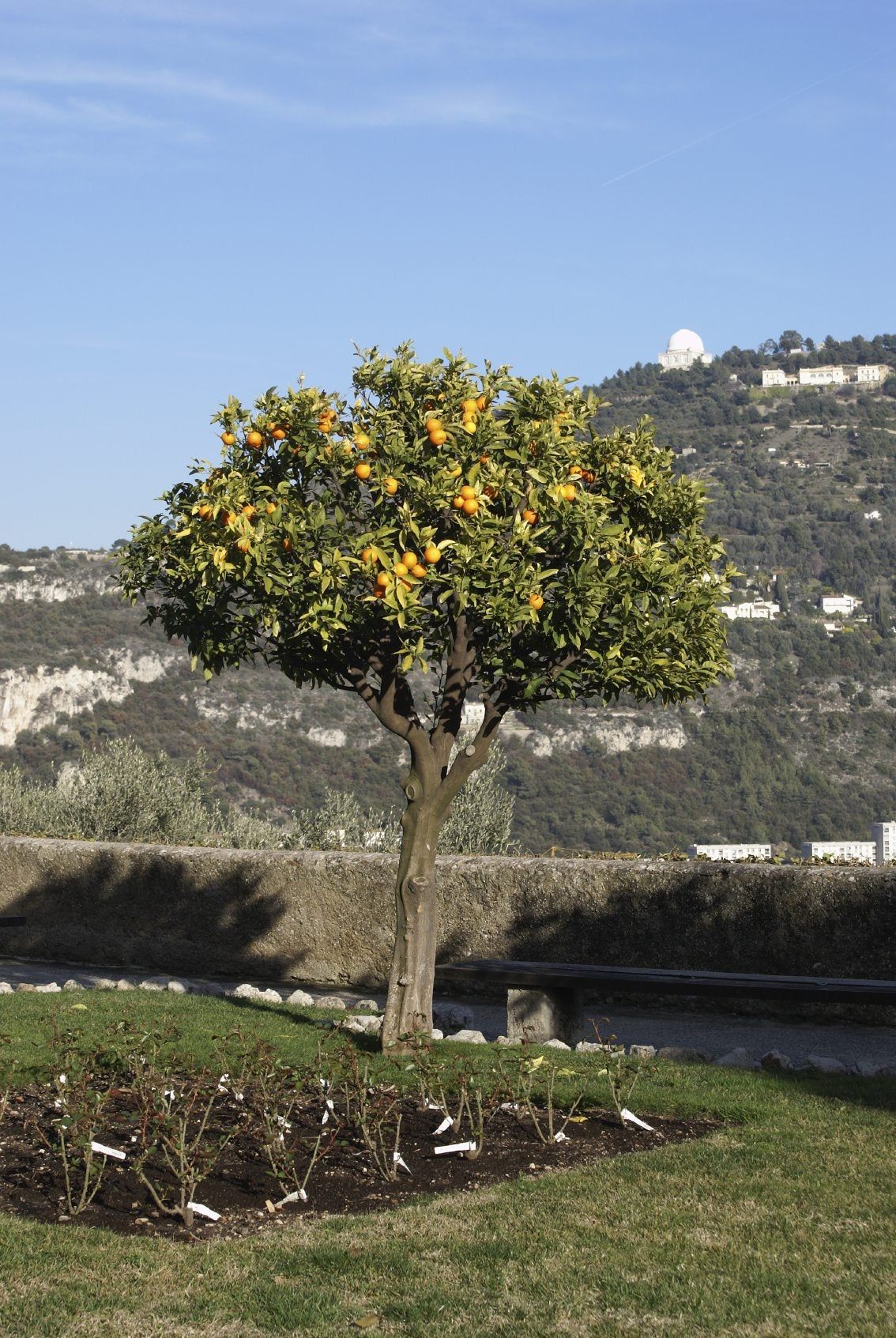 Large Orange Tree