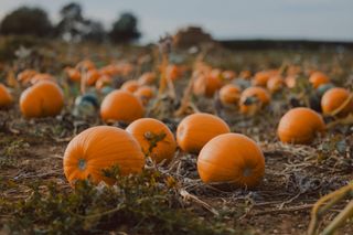 Pumpkins in a pumpkin patch.