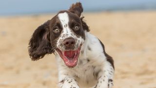Close-up of an excited white and brown liver spot Sprocker dog on the beach