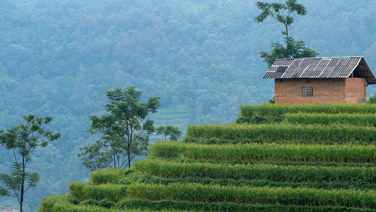 Vietnam rice paddies