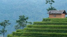 Vietnam rice paddies