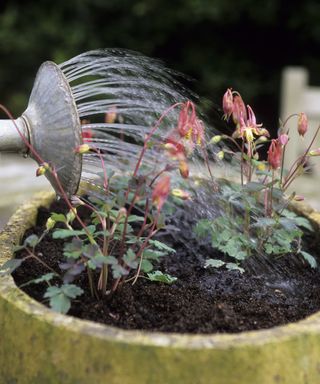Watering Aquilegia canadensis ‘Little Lanterns’