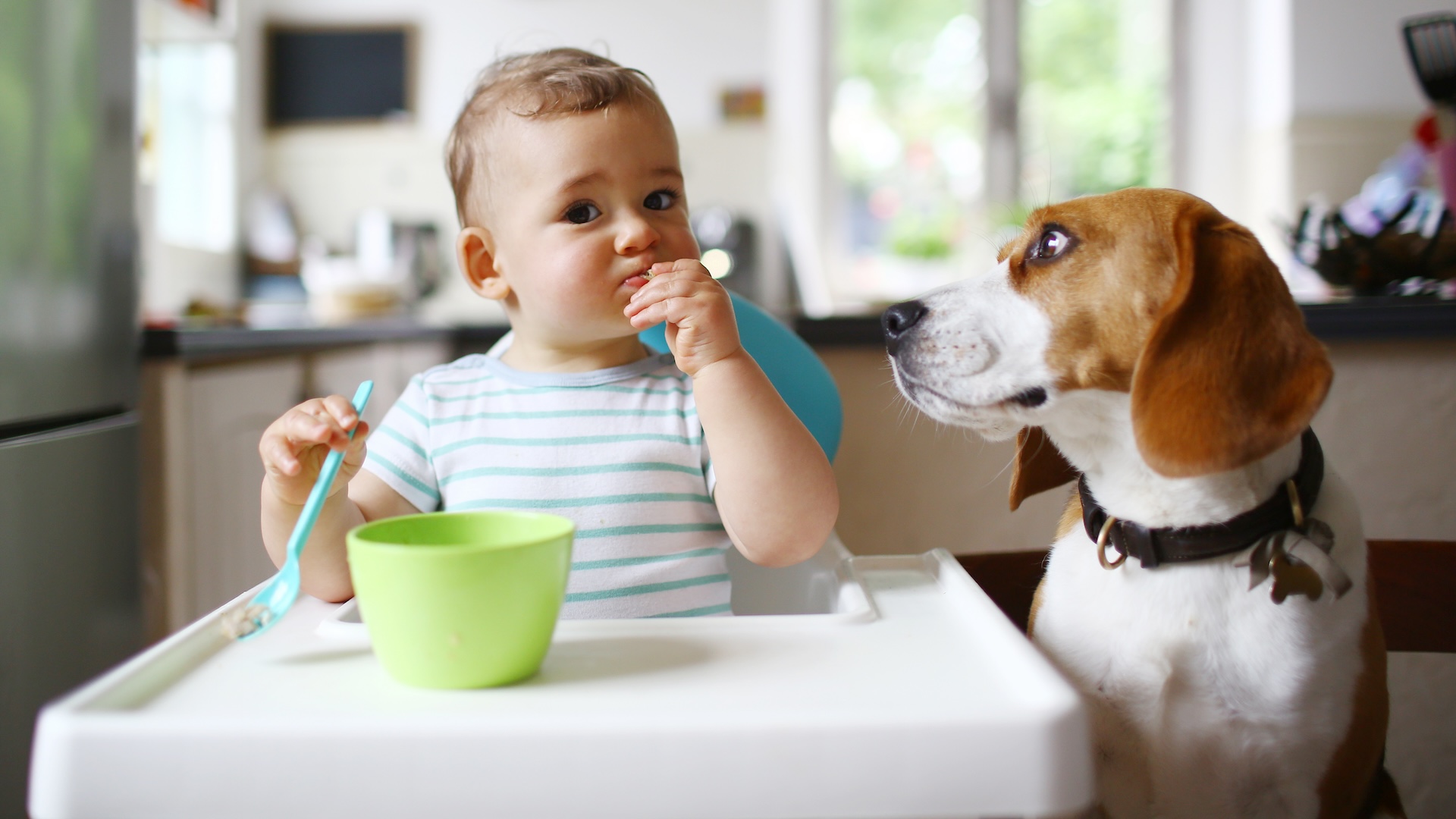 Are cats and dogs smarter than babies?