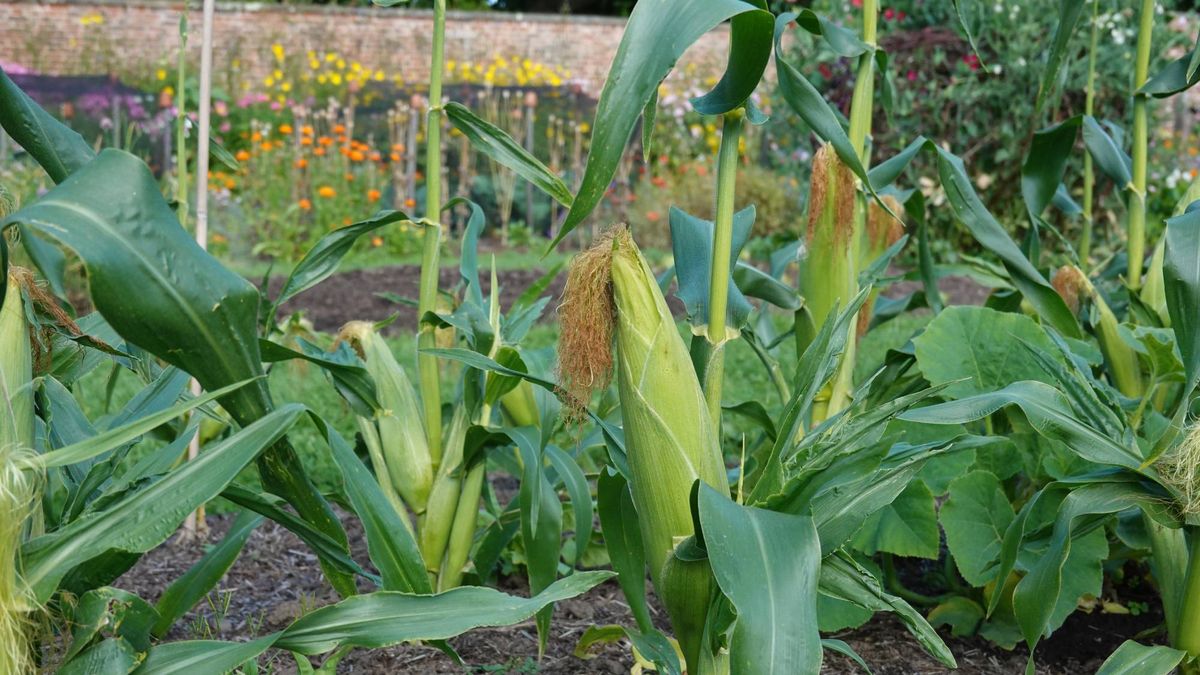 Think Your Yard Is Too Small for Corn? These Compact Varieties Thrive in Containers and Small Spaces