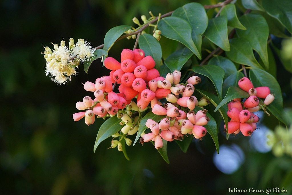 Lilly Pilly Bushes