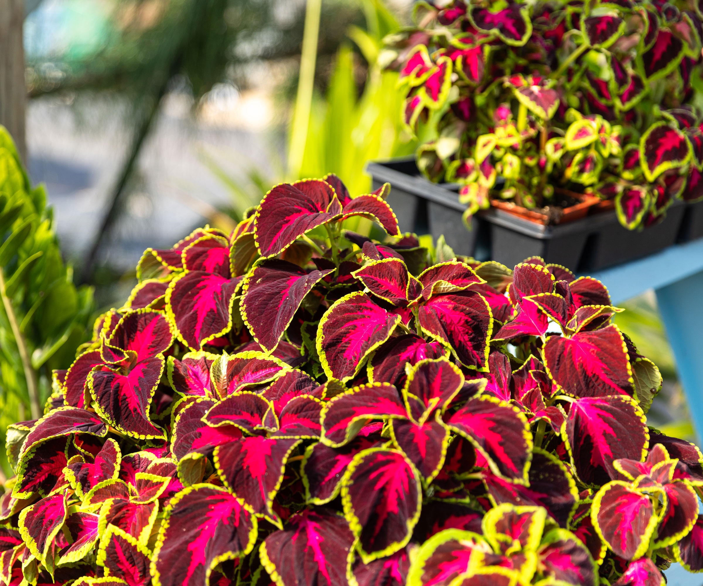 coleus plants in containers showing vibrant pink leaves