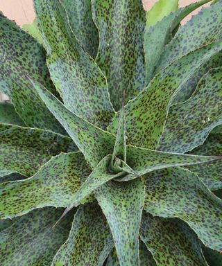 Close-up of agave spotty dotty