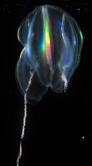 Light refracts off a comb jelly, a species found in the Arctic, producing stripes of rainbow color. Polar waters are home to many species seen nowhere else on Earth. One of the two tentacles with which it feeds is deployed while the other is retracted.