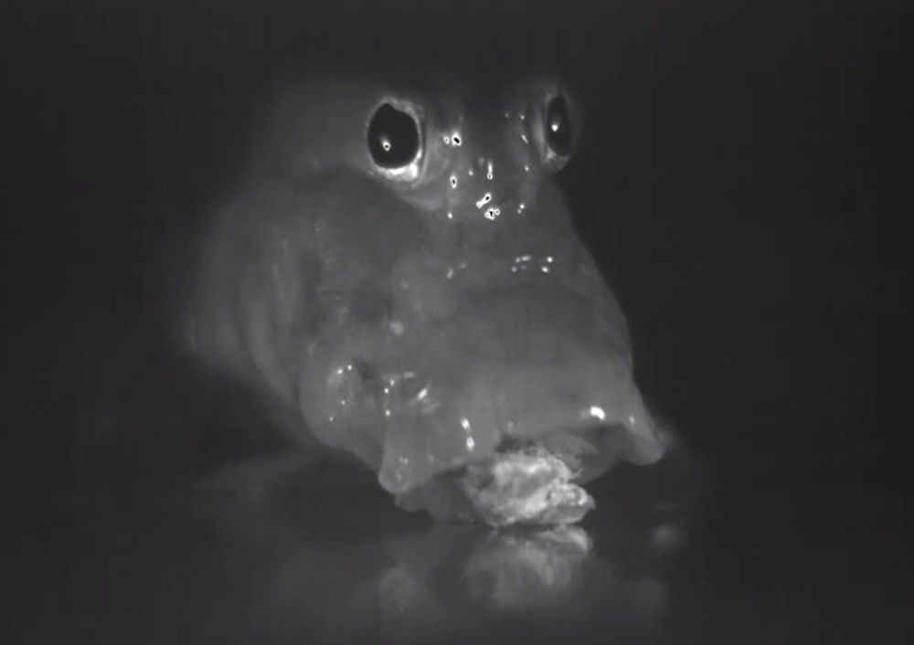 A mudskipper feeding on a shrimp.