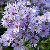 Symphyotrichum ‘Little Carlow’ AGM&nbsp;at Crocus